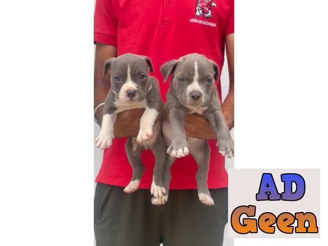used American Bully XXL and Standard Size Puppies available 9793862529 for sale 